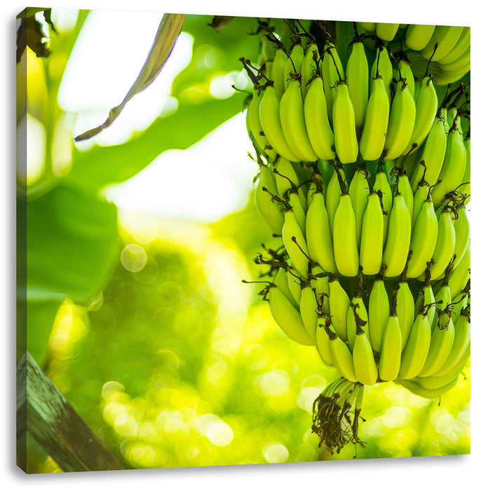 reifende Bananen am Baum Leinwandbild Quadratisch