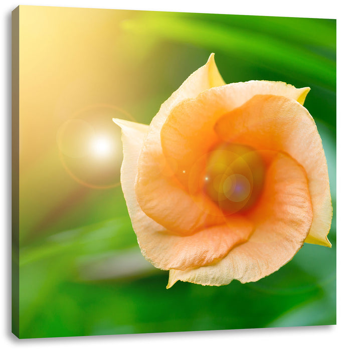 orange Blume im Sonnenlicht Leinwandbild Quadratisch