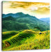 Reisfelder in Vietnam Leinwandbild Quadratisch