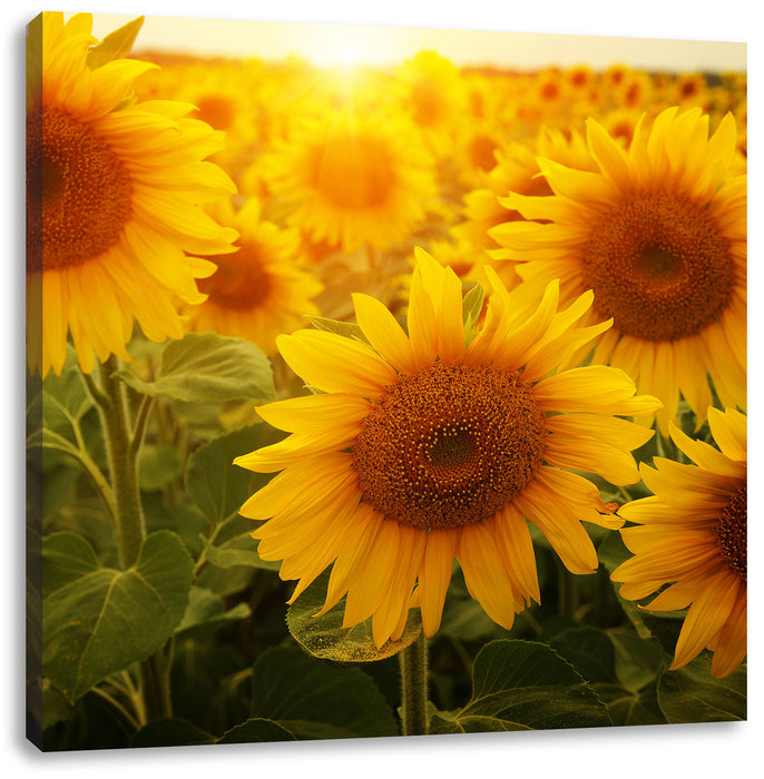Sonnenblumen auf dem Feld Leinwandbild Quadratisch