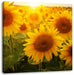 Sonnenblumen auf dem Feld Leinwandbild Quadratisch