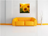 Sonnenblumen auf dem Feld Leinwandbild Quadratisch über Sofa