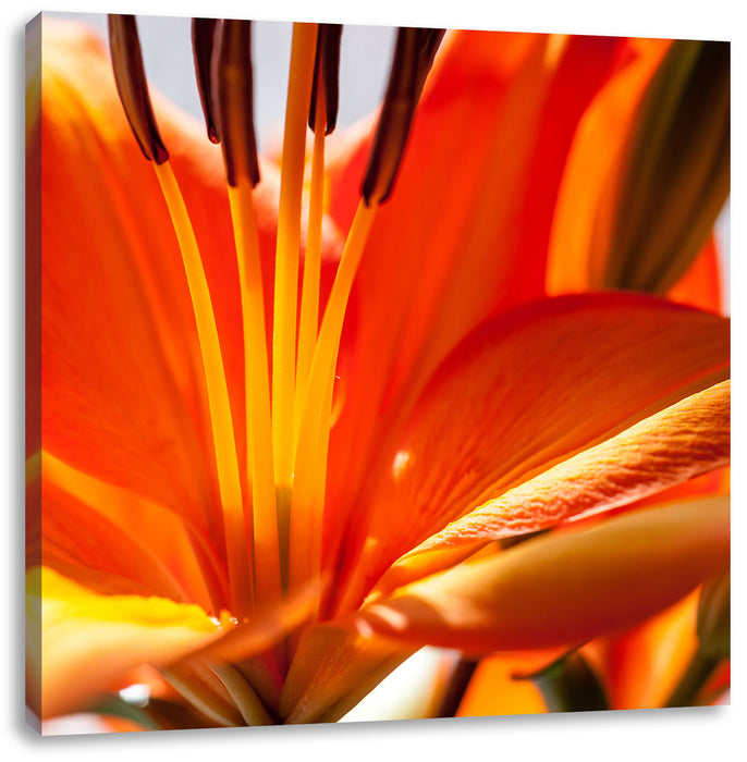 orange Lilie in Nahaufnahme Leinwandbild Quadratisch