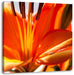 orange Lilie in Nahaufnahme Leinwandbild Quadratisch