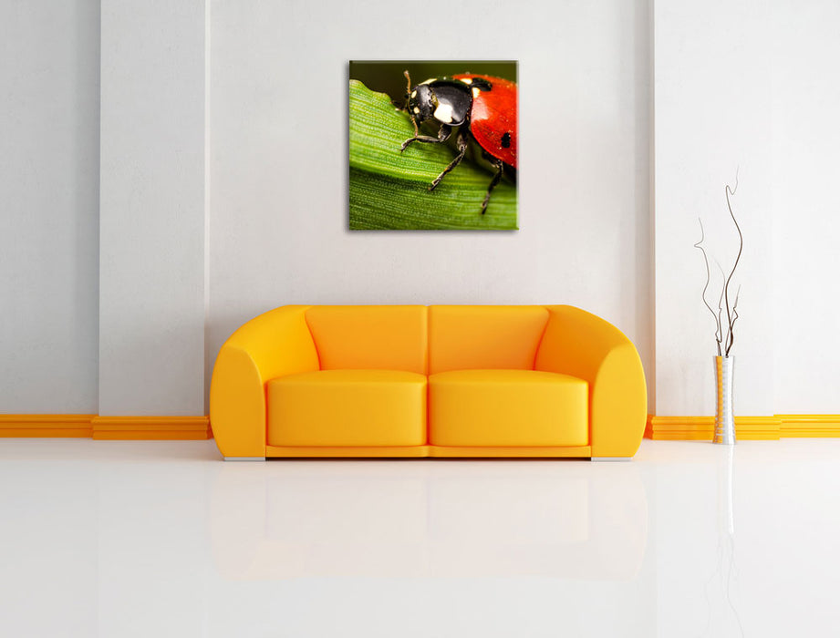 Marienkäfer in Detailaufnahme Leinwandbild Quadratisch über Sofa