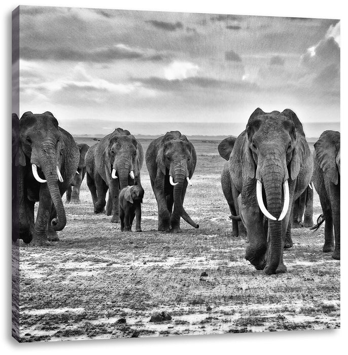 Elefanten Familie in der Savanne Leinwandbild Quadratisch