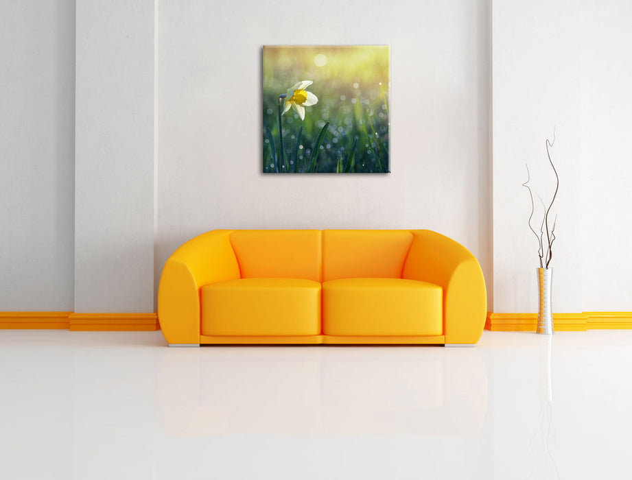 Narzissenblume in der Morgensonne Leinwandbild Quadratisch über Sofa