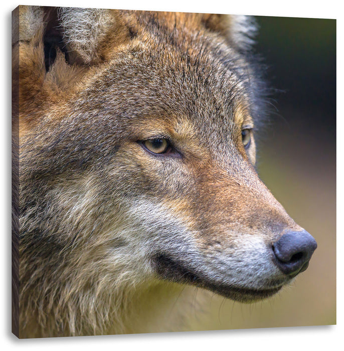 Porträ des europäischen Wolfes Leinwandbild Quadratisch
