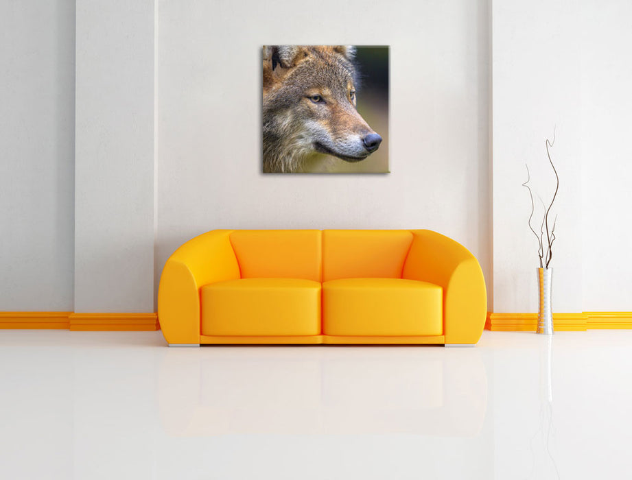 Porträ des europäischen Wolfes Leinwandbild Quadratisch über Sofa
