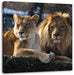 interessiertes Löwenpaar Leinwandbild Quadratisch
