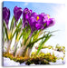 Kunst Frühling flower Hintergrund Leinwandbild Quadratisch