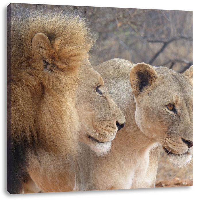 stolzes Löwenpaar Leinwandbild Quadratisch