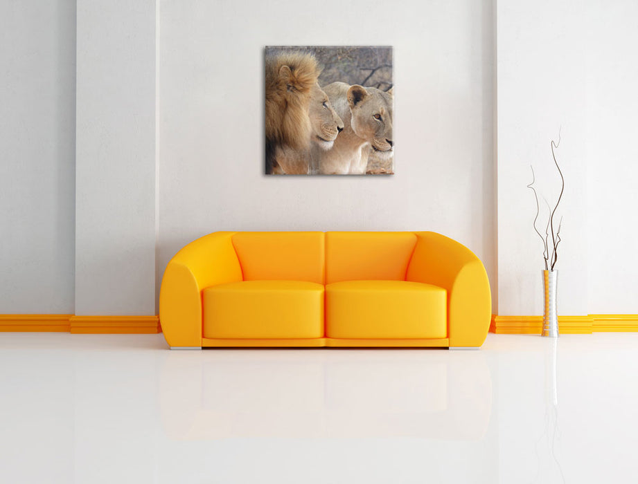 stolzes Löwenpaar Leinwandbild Quadratisch über Sofa