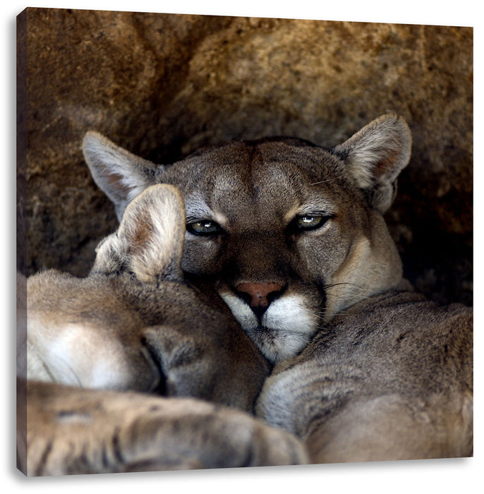 verschlafenes Puma Paar Leinwandbild Quadratisch