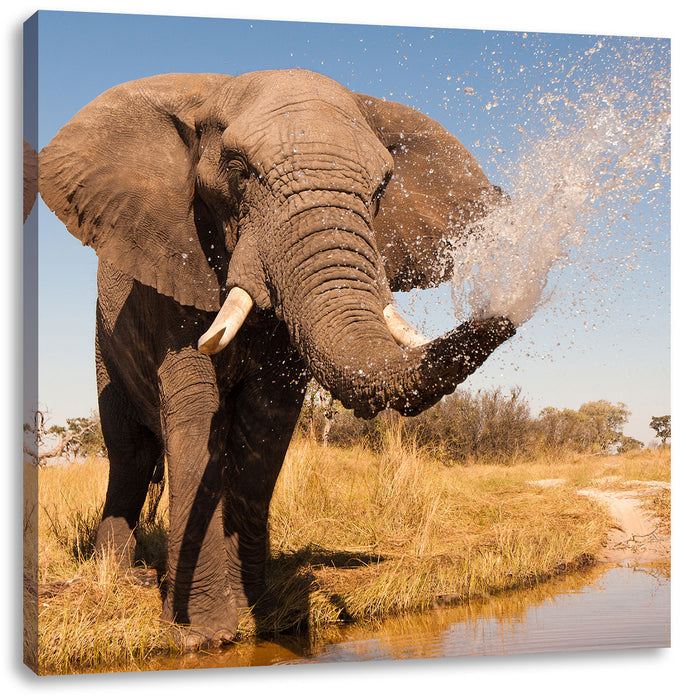 schöner Elefant spritzt mit Wasser Leinwandbild Quadratisch