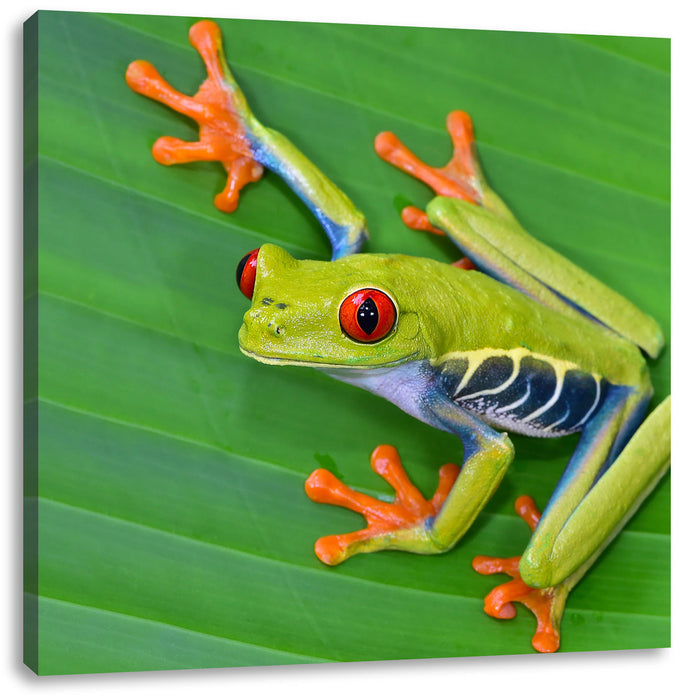 kleiner grüner Frosch auf Blatt Leinwandbild Quadratisch