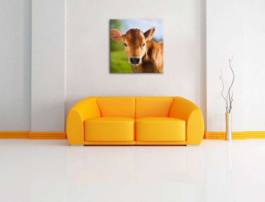 Junge Kuh Kälbchen Leinwandbild Quadratisch über Sofa