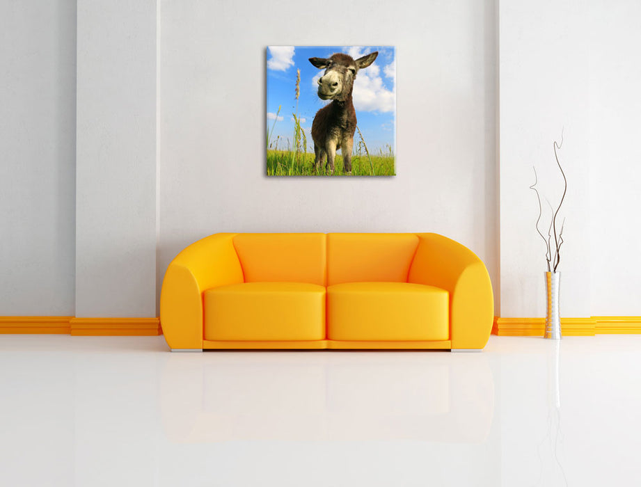 Esel in einem Feld Leinwandbild Quadratisch über Sofa