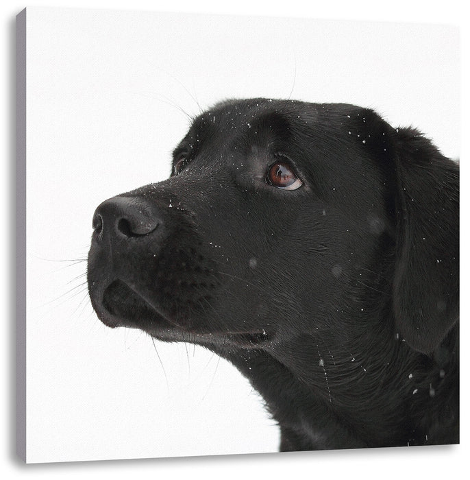 Schwarzer Labrador im Schnee Leinwandbild Quadratisch