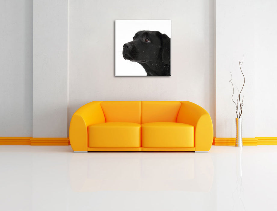 Schwarzer Labrador im Schnee Leinwandbild Quadratisch über Sofa