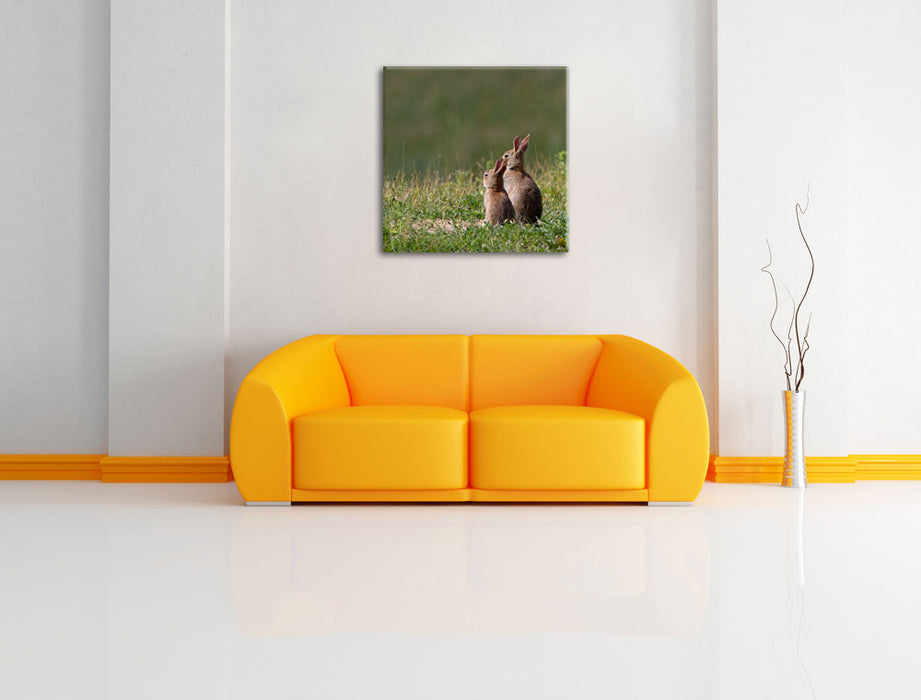 zwei Häschen auf Frühlingswiese Leinwandbild Quadratisch über Sofa