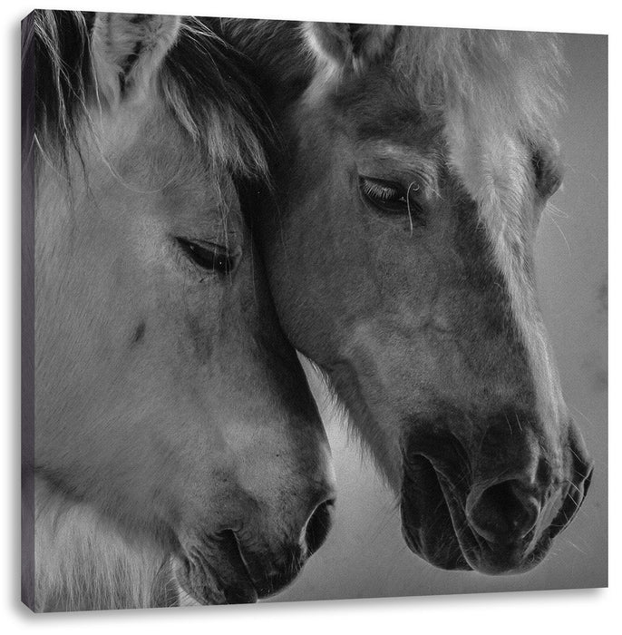 zwei liebevolle Pferde Leinwandbild Quadratisch