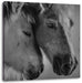 zwei liebevolle Pferde Leinwandbild Quadratisch