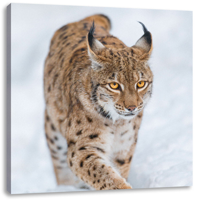 Luchs im Schnee Leinwandbild Quadratisch