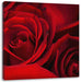 rote Rosen Leinwandbild Quadratisch