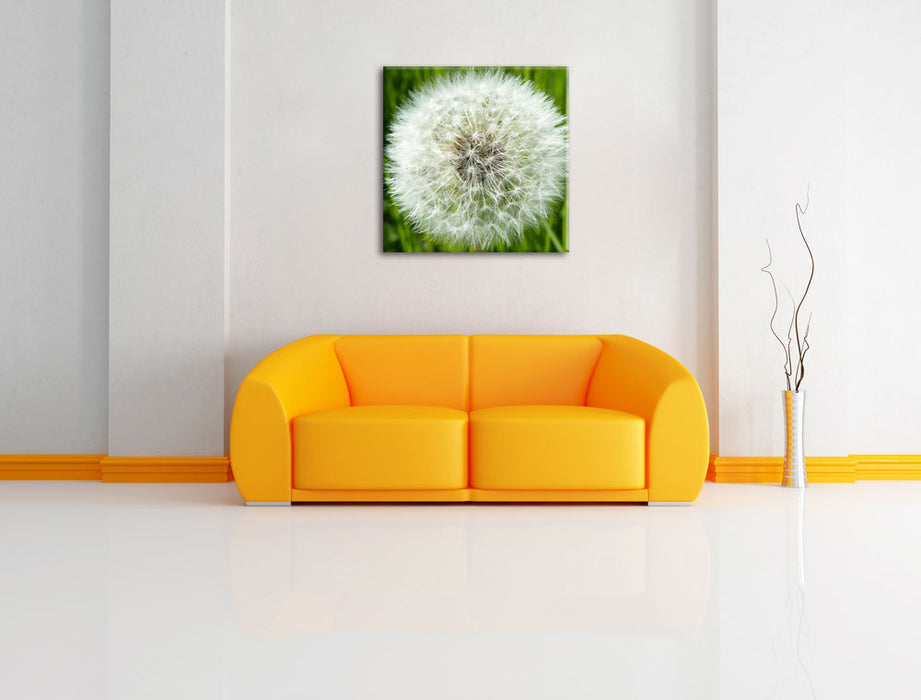 klassische Pusteblume Leinwandbild Quadratisch über Sofa
