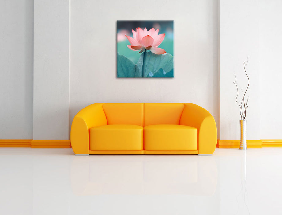 Zarte rosafarbener Lotus Leinwandbild Quadratisch über Sofa