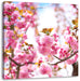 Schöne Kirschblüten Leinwandbild Quadratisch