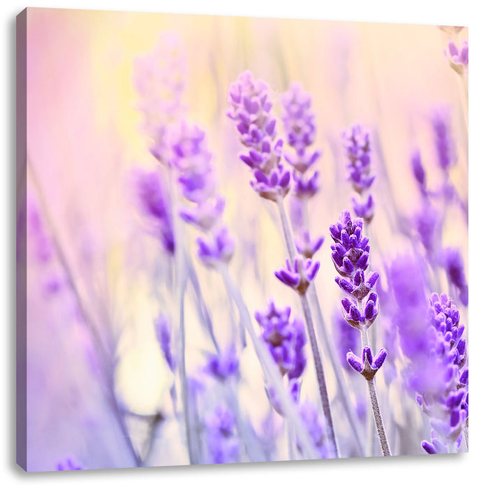 Lavendel im Retro Look Leinwandbild Quadratisch