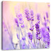 Lavendel im Retro Look Leinwandbild Quadratisch