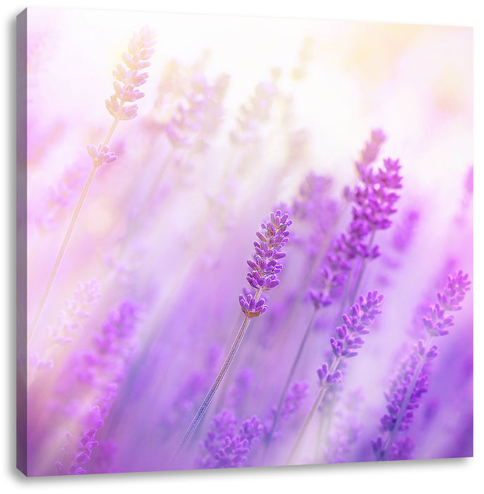 Schöner Lavendel im sanften Licht Leinwandbild Quadratisch