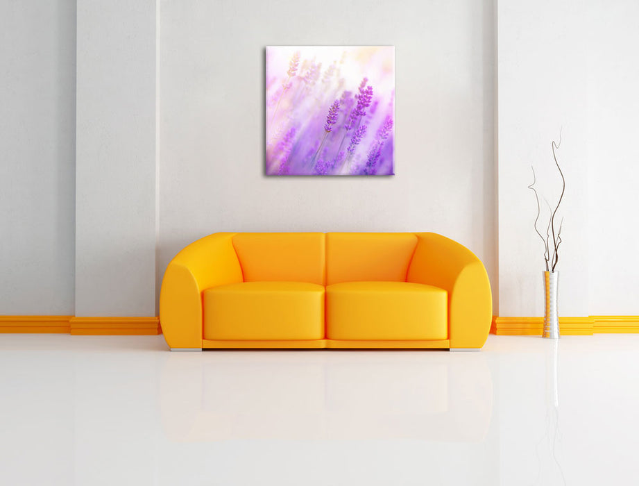 Schöner Lavendel im sanften Licht Leinwandbild Quadratisch über Sofa