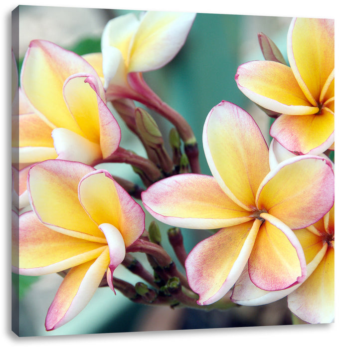 Monoi Blüten auf Hawaii Leinwandbild Quadratisch