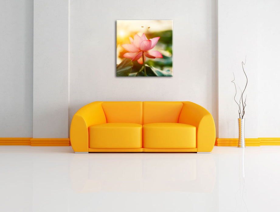 Lotus im Abendlicht Leinwandbild Quadratisch über Sofa