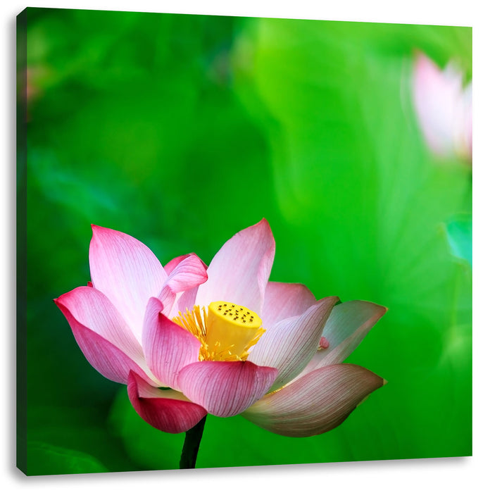 Wunderschöne Lotusblüten Leinwandbild Quadratisch