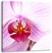 Prächtige Rosa Orchidee Leinwandbild Quadratisch