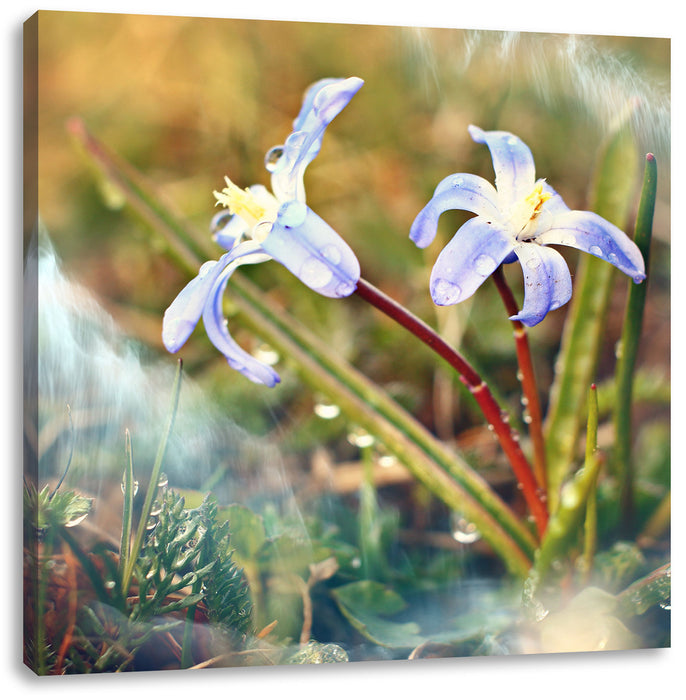 Kleine Lila Waldblume Leinwandbild Quadratisch