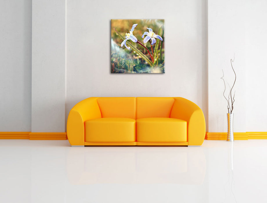 Kleine Lila Waldblume Leinwandbild Quadratisch über Sofa