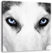 Husky mit Eisblauen Augen Leinwandbild Quadratisch