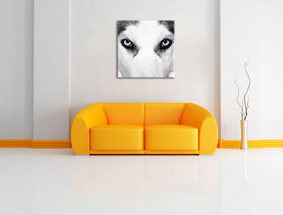 Husky mit Eisblauen Augen Leinwandbild Quadratisch über Sofa