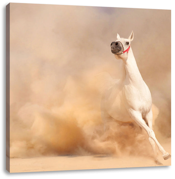 weißes Pferd in der Wüste Leinwandbild Quadratisch