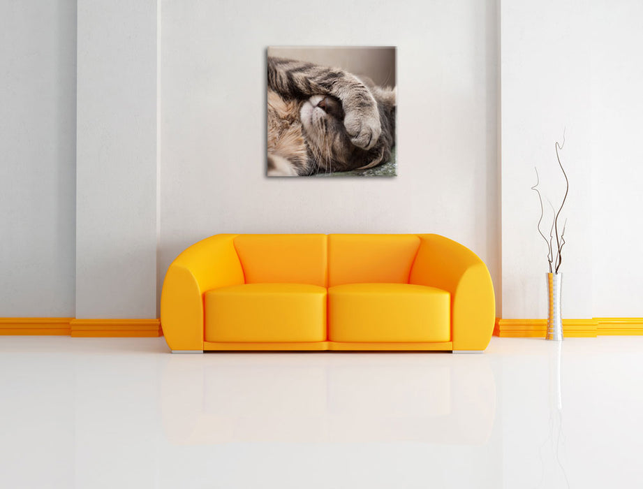Schüchterne niedliche Katze Leinwandbild Quadratisch über Sofa