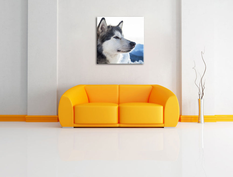 Süßer Husky im Schnee Leinwandbild Quadratisch über Sofa