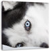 Husky mit Eisblauen Augen im Bett Leinwandbild Quadratisch