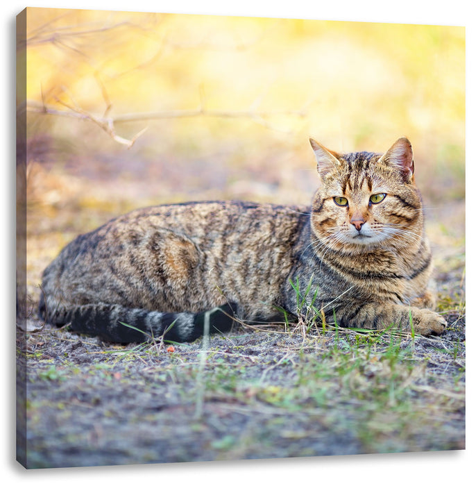 Ruhende Katze im Wald Leinwandbild Quadratisch