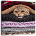 Katzen zwischen Pullovern Leinwandbild Quadratisch